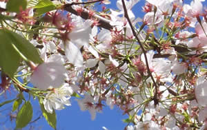 closeup of some cherry blossoms